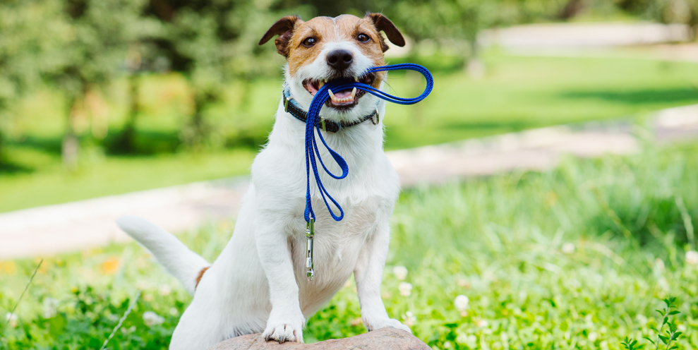 pet sitting bergen county with dog ready for a walk