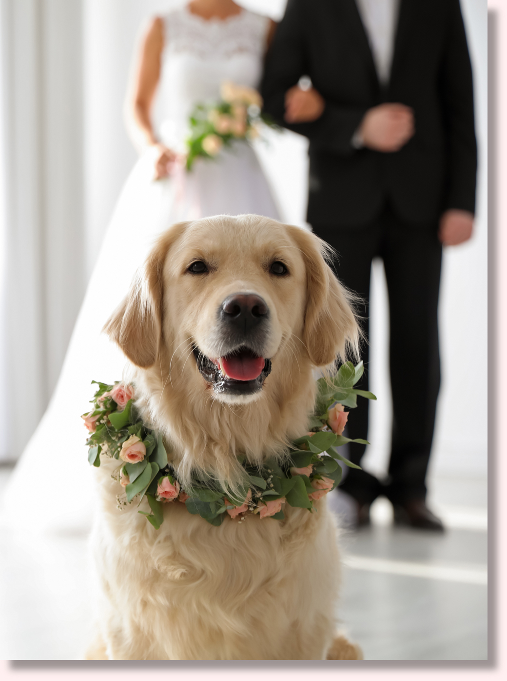 dog at wedding reception