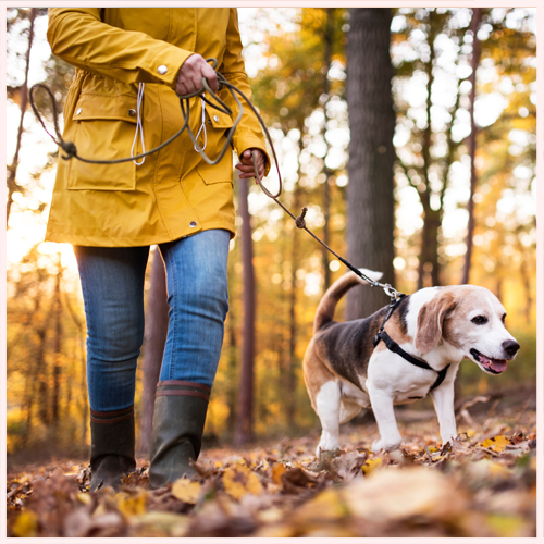 dog walking in the woods