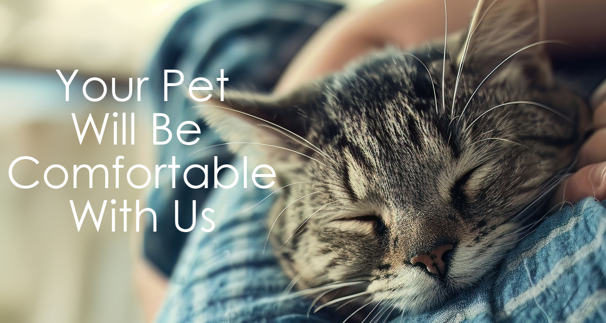 your pet will be very comfortable