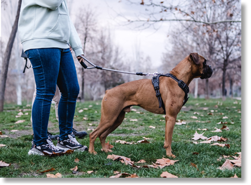 pet sitting dog walking